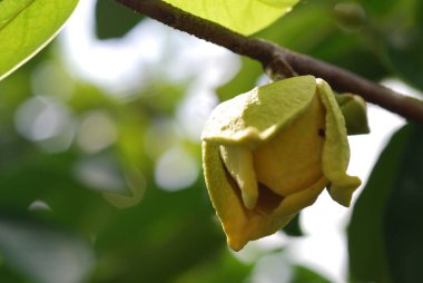 Doğadaki ağacın sarı çiçeği.