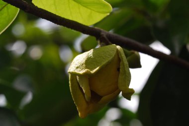 bir ağacın yeşil yaprakları