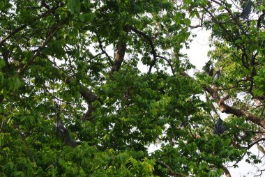 Yeşil yapraklı ağaç dalları