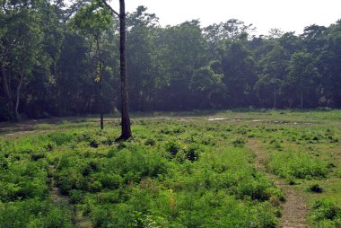 Yeşil ormanın manzarası.