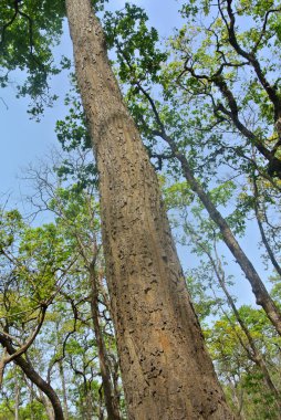 Ormanda büyük bir ağaç