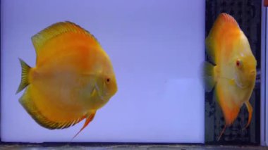 Video, akvaryumdaki iki sarı disk akvaryum balığını gösteriyor.