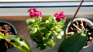 Kapalı alanda güzel kırmızı çiçekler. Çiçekler saksıda yetişir ve kapalı alandadır..