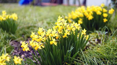 Yellow spring flowers in the field and sun.