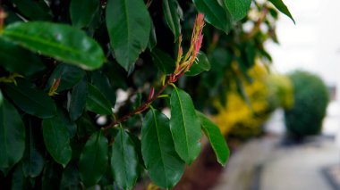 beautiful small Photinia tree with green leaves and flowers in the city
