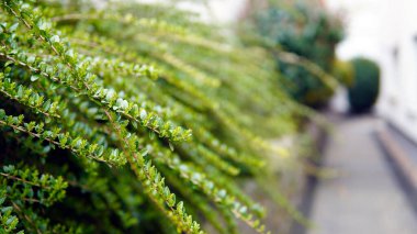 beautiful small Photinia tree with green leaves and flowers in the city