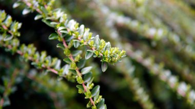 beautiful small Photinia tree with green leaves and flowers in the city