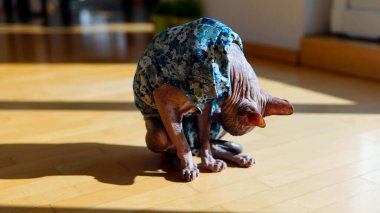 Kel mavi gözlü pembe kazaklı Kanadalı Sphynx kedisi evdeki pencere pervazında oturuyor. Havalı kedi evcil hayvan, evcil hayvan. Tatlı kedicik bir şeyin hayalini kuruyor. Memeli hayvan.