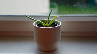 Calathea orbifolia, beyaz üzerine izole edilmiş yeşil kapalı alan bitkisi