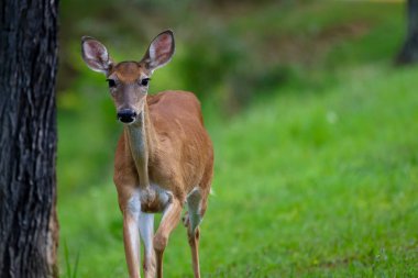 Büyük siyah gözlü dişi bir yumurta geyiği.