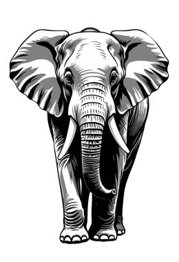 elephant head vector illustration clipart