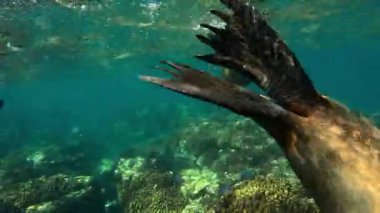 Deniz aslanı (Otariidae) bir mercan resifinde deniz kabuğuyla oynar ve oyuncu doğasını gösterir. La Paz, Meksika 'da çekildi. Daha fazla deniz aslanı görüntüsü için portföyümü kontrol et..