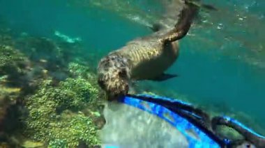 Oyuncu bir yavru deniz aslanı (Otariidae) bir sualtı karşılaşması sırasında dalgıçların yüzgecini kemirir. La Paz, Meksika 'da çekildi. Daha fazla deniz aslanı görüntüsü için portföyümü kontrol et..