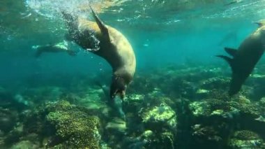 Neşeli bir yavru deniz aslanı (Otariidae) kabarcıklar üfler ve sanki bir öpücük verir gibi izleyiciye şakacı bir şekilde yaklaşır. La Paz, Meksika 'da çekildi. Daha fazla deniz aslanı görüntüsü için portföyümü kontrol et..