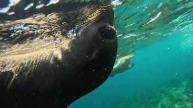 Yavaş çekimde bir deniz aslanının (Otariidae) ayırt edici göz ve kulak özelliklerini yakalar ve eşsiz anatomisini vurgular. La Paz, Meksika 'da çekildi. Daha fazla deniz aslanı görüntüsü için portföyümü kontrol et..