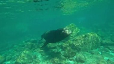 Yetişkin bir erkek deniz aslanı (Otariidae) yüzmeden önce kameranın önünden geçerken homurdanır ve kabarcıklar üfler. La Paz, Meksika 'da çekildi. Daha fazla deniz aslanı görüntüsü için portföyümü kontrol et..