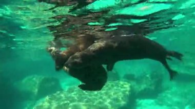 Üç yavru deniz aslanı (Otariidae) yüzeye neşeyle sarılırken, yetişkin bir erkek onların güvenliğini sağlamak için yaklaşır. La Paz, Meksika 'da çekildi. Daha fazla deniz aslanı görüntüsü için portföyümü kontrol et..