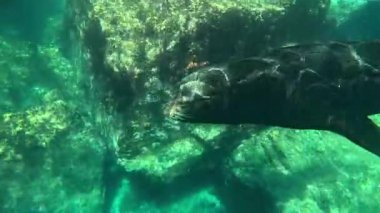 Büyük, neredeyse uyuyan bir erkek deniz aslanı (Otariidae), kendi bölgesini işaretlemek için tembelce yüzerek ve kabarcıklar püskürterek yavruları korumak için nöbet tutar. Daha fazla deniz aslanı görüntüsü için portföyümü kontrol et..