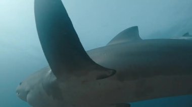 İki boğa köpekbalığı (Carcharhinus leucas), sualtı alçak açılı vuruşlarda kameraya çok yakın yüzerek, büyüklüklerini ve güçlerini ön plana çıkarırlar. Daha fazla boğa köpekbalığı görüntüsü için portföyümü kontrol et..