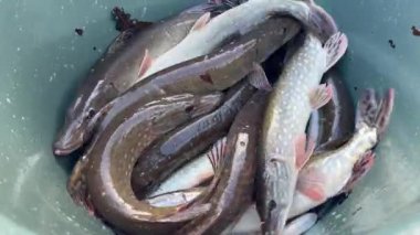 Bir göle bırakılmadan önce genç mızraklarla (Esox lucius) dolu bir havza, balık tutma kuruluşlarının nehir ve göllerdeki balık stoklarını sürdürme çabalarını gösteriyor. Daha fazla tatlı su görüntüsü için portföyümü kontrol et..