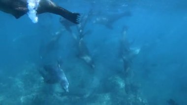Çok sayıda deniz aslanının (Zalophus californianus) yavaş çekimde Magdalena Körfezi, Baja, Meksika 'da kaotik bir şekilde yüzmesi. Su yüzeyinde yakalandı. Daha fazla deniz aslanı görüntüsü için portföyümü kontrol et..