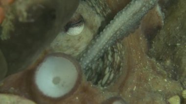 Ahtapot aşırı yakın planda çiftleşerek erkek dokunaçlarının dişi sifona sokulduğunu gösteriyor. Tüm sahneyi görmek için portföyümü kontrol et..