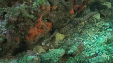 Ahtapot çiftleşme sahnesi. Sağdaki erkek, spermli dokunaçlarını soldaki dişilere yerleştiriyor. Nadir ve büyüleyici bir sualtı davranışı. Benzer görüntüler için portföyümü kontrol et..