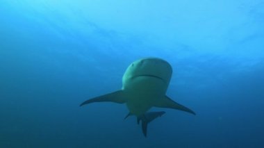 Dişi boğa köpekbalığı (Carcharhinus leucas) görüntüsünün altında cinsiyeti belirlemek için kilit bir özellik olan kıskaçların yokluğunu vurguluyor. Daha fazla boğa köpekbalığı görüntüsü için portföyümü kontrol et..