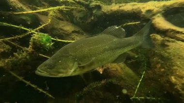Sakin bir büyük ağızlı levrek (Micropterus salmoides), su bitkileri arasındaki yuvasını açığa çıkararak yakın bir yaklaşım sağlar. Daha fazla bas görüntüsü için portföyümü kontrol et..