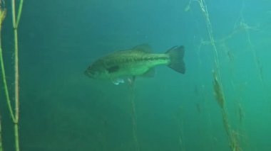 Siyah bir levrek gölün mavi sularında yüzer ve dalların arasında saklanır. Benzer görüntüler için galeriyi kontrol et.