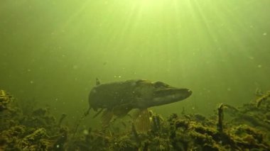 Büyük bir turna balığı (Esox lucius), alçak açılı bir açıdan çekilen ve sahneyi aydınlatan güneş ışınlarıyla bitkilerin üzerinde yüzer. Portföyümde başka turna balığı görüntülerine bak..