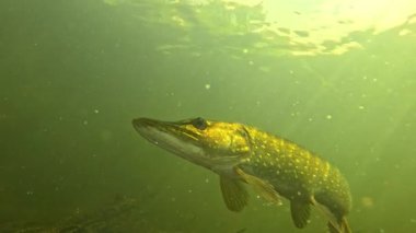 Bir turna balığının başının altından (Esox lucius) alçak açılı çekim, güneş ışınlarının aktığı bitkilerin üzerinde yavaşça yüzer. Portföyümde başka turna balığı görüntülerine bak..