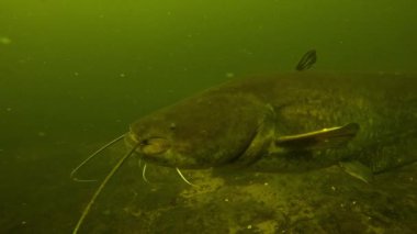 Profilde yüzen dev bir yayın balığının (Silurus glanis) yavaş hareketi. Kafasına ve alt kısmına odaklan, kumlu bir göl arka planına. Portföyümde başka yayın balığı görüntülerine bak..