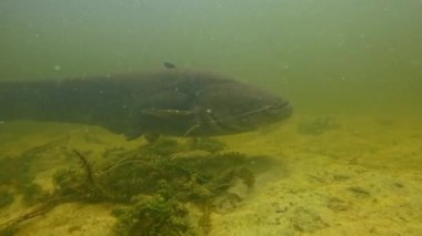 Yandan yaklaşan dev bir yayın balığının (Silurus glanis) şaşırtıcı videosu, vücudunu gösteriyor, sonra kafasını kameraya çarpıyor. Portföyümde başka yayın balığı görüntülerine bak..