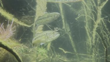 Geniş ağızlı bir levreğin yavaş çekimi (Micropterus salmoides) düşük açılı bir görüntüden çekilir ve yüzeyin altında yansıması görülebilir. Bas döner, arkasını gösterir. Portföyümde başka siyah levrek görüntülerine bak..