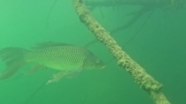 Muhteşem bir sazan balığı (Cyprinus carpio), bir sazan balığının yüzgeçlerini andırır. Portföyümde başka sazan balığı görüntülerine bak..