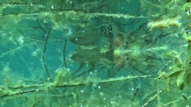 Sarı alglerle süslenmiş dalların arasına gizlenmiş siyah bir bas (Micropterus salmoides) 'e doğru yavaş çekim yaklaşımı peri masalı gibi bir sahne yaratır. Portföyümde başka siyah levrek görüntülerine bak..