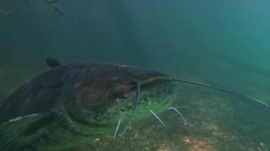 Dev bir yayın balığının (Silurus glanis) kafasının dörtte üçlük yakın görüntüsü, barbellerini detaylandırıyor. Başının üstü kahverengidir ve göbeği yeşildir. Ağır çekimde hafif hareket. Portföyümde başka yayın balığı görüntülerine bak..
