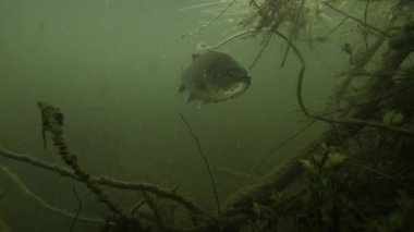 Geniş ağızlı levrek (Micropterus salmoides) dalların altına sığınır, kameraya bakar ve parlak tarafını gösterir. Diğer baslar için portföyümü kontrol et..