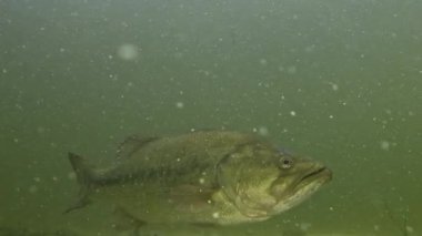 Geniş ağızlı levrek (Micropterus salmoides) yandan, kumun üstünden, yakın planda, alttan gelen ışık vücudunu parlatmaktadır. Sonra yüzerek uzaklaşıyor. Diğer baslar için portföyümü kontrol et..