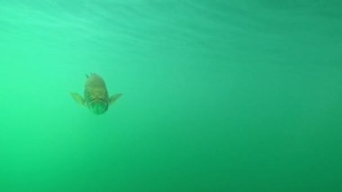 Geniş yeşil bir gölün içinde tek başına bir levrek (Micropterus salmoides) kameraya bakar. Sahne, pastel tonlarıyla huzurlu. Diğer baslar için portföyümü kontrol et..