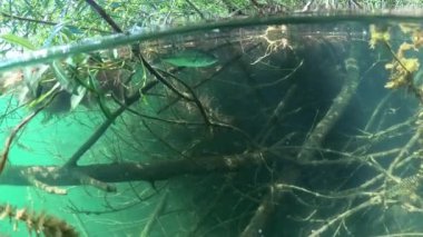 İki büyük ağızlı levrek (Micropterus salmoides) bir su altı bitki kümesinin önünde, yarı-hava, yarı-su görüntüsünde çekilir. Güzel renkler, yavaş çekim. Diğer baslar için portföyümü kontrol et..