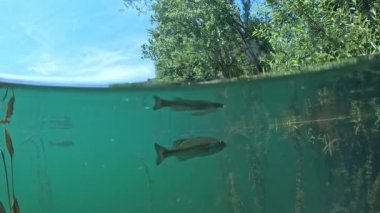 İki büyük ağızlı levrek (Micropterus salmoides), sualtı bir çalılık ile mavi su gölü yüzeyinin hemen altında kesişir. Yarı hava, yarı deniz manzaralı, kısmi orman manzaralı. Diğer baslar için portföyümü kontrol et..