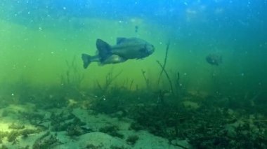 Siyah bir levrek kumlu zeminden havalanıyor ve uzaklaşıyor, bir diğeri kameraya yaklaşıyor. Benzer görüntüler için galeriyi kontrol et.