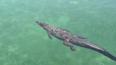 Yüzen bir timsahın yüzey görüntüsü, sadece burun delikleri ve suyun üstünde görünen gözleriyle. Çevresine karışan sinsi bir yırtıcı. Benzer görüntüler için portföyümü kontrol et..