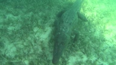 Bir timsah (timsah spp.) Kameraya çenesiyle yaklaşıyor, sonra da göle doğru yüzüyor. Çimenli taban ve mangrov ambiyansı. Daha fazla timsah görüntüsü için portföyümü kontrol et..