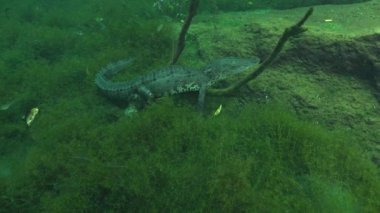 Bir timsah için etkileyici bir manzara (timsah spp.) Altta dinleniyor, çene ile kameraya dokunmak için dönüyor, sonra kuyruk dalgalanması ile uzaklaşıyor. Daha fazla timsah görüntüsü için portföyümü kontrol et..