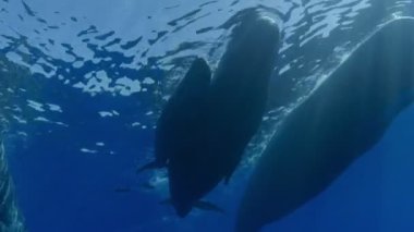 İki ispermeçet balinasının su altından yavaşça yüzerek küçük bir bebeği çerçevelediler. Daha fazla sperm balinası görüntüsü için portföyümü kontrol et..