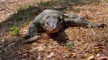 Bir Malezya su monitörü (Varanus kurtarıcısı), solunum ve duyusal algısını geliştirmek amacıyla, gırtlağı düzenli bir pompalama hareketiyle hareket ederken hareketsiz kalır..