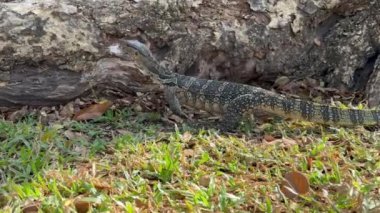 Bir Malezya su monitörü (Varanus kurtarıcısı) bir kökün üzerine tırmanır ve çevresine sorunsuzca karışarak çabucak kendini gizler. Doğal ortamında büyüleyici bir gizlilik ve adaptasyon gösterisi..